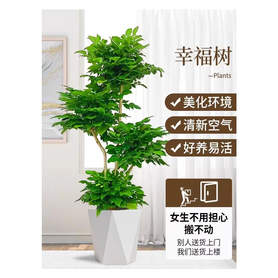 老桩高的四层造型绿宝大型绿植室内除甲醛甲苯净化空气懒人绿植