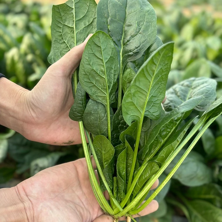 大叶菠菜种子春秋四季阳台盆栽蔬菜秋冬