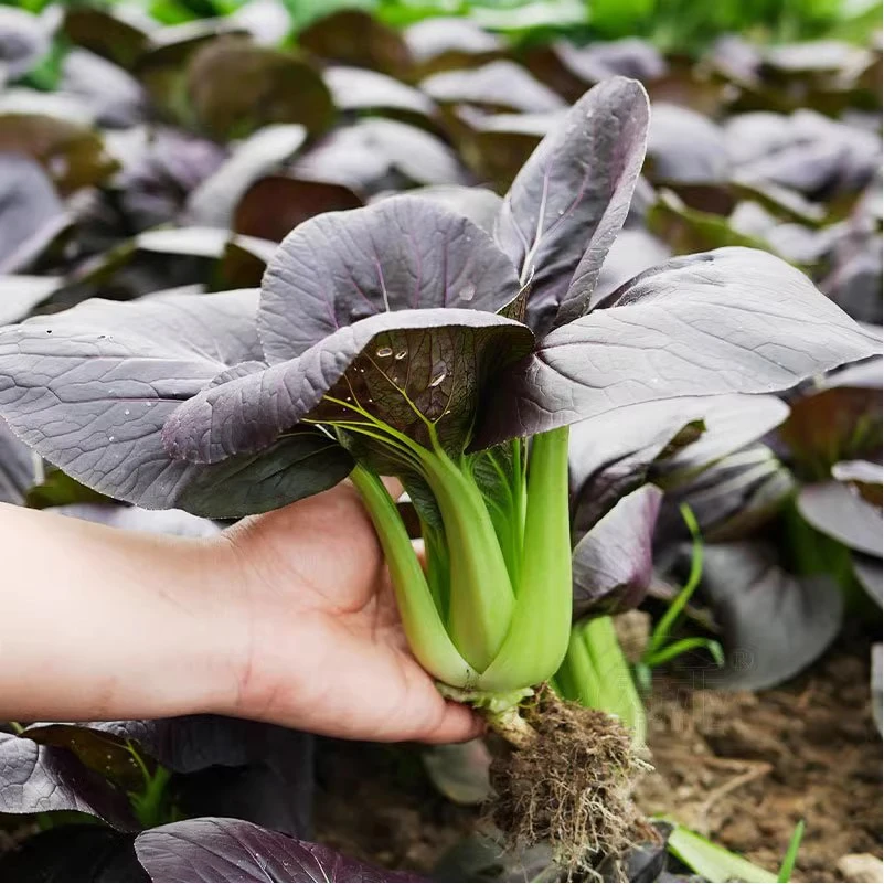 紫油菜种子种籽小白菜青菜种籽高产阳台盆栽春季四季特色蔬菜种孑