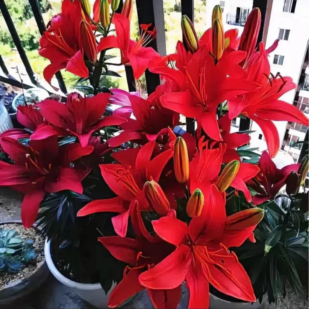 【香水百合带盆带土栽好发货】进口百合种球室内外阳台盆栽绿植花卉