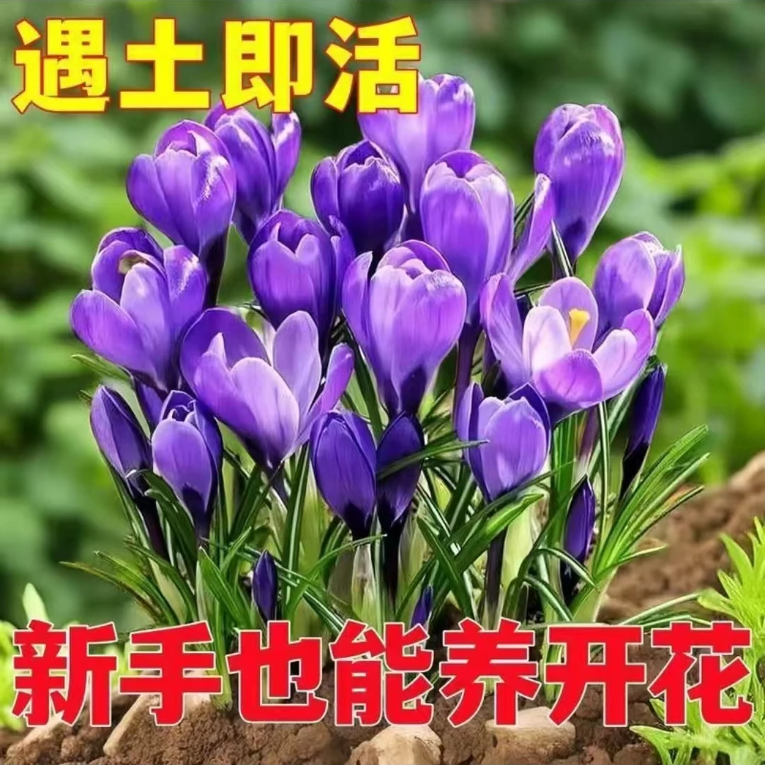 【藏红花】耐寒热可食用可盆栽阳台庭院