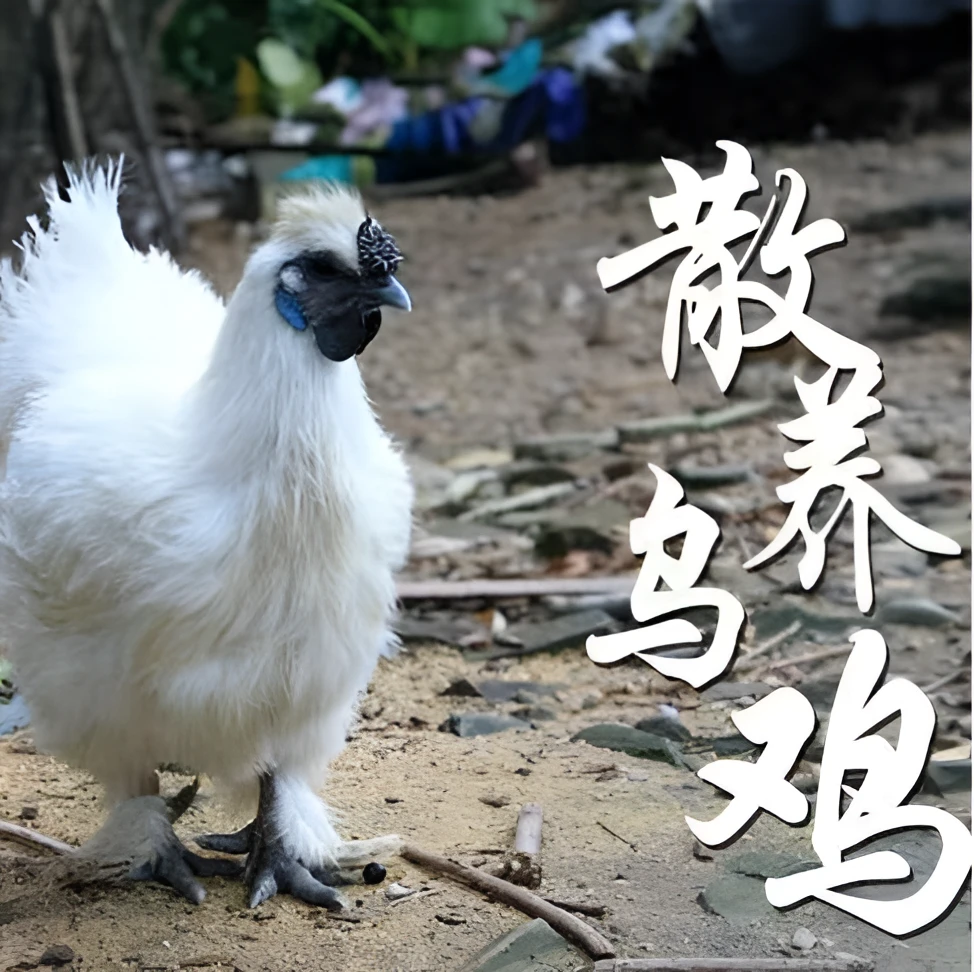 农家土鸡正宗走地乌鸡好吃美味鲜活宰杀乌骨鸡净重3斤鲜嫩鲜美