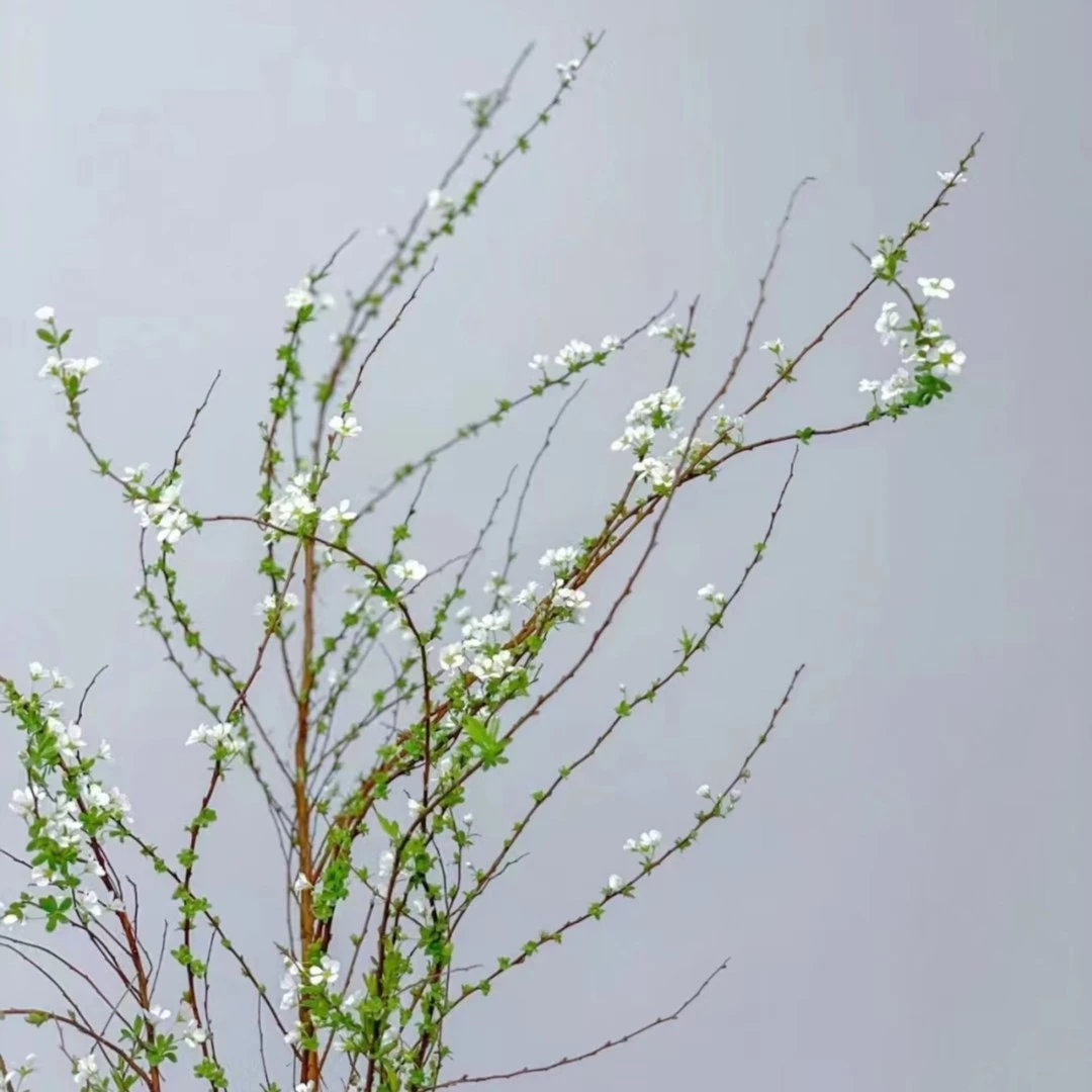 【雪柳】办公室居家盆栽 云南高原兰花 花期长 年宵花