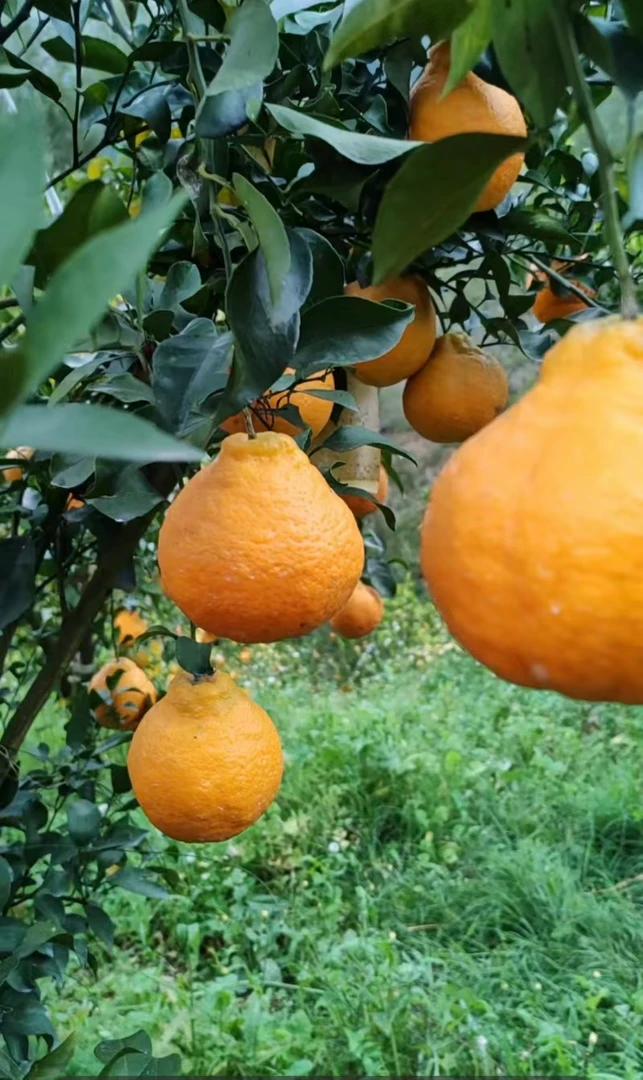 云南高原生态耙耙柑