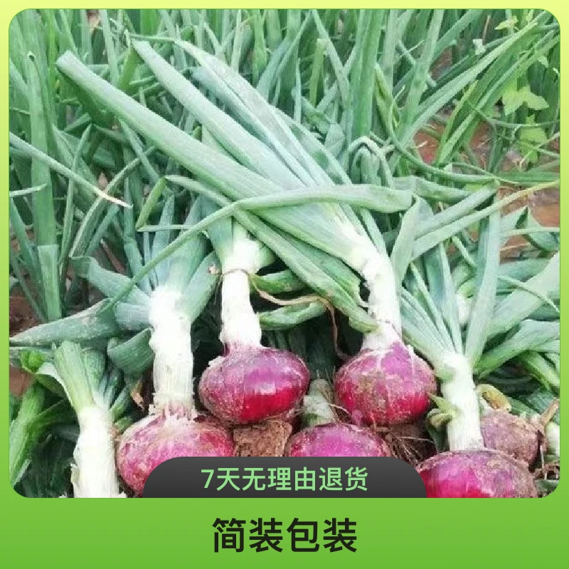 洋葱苗紫皮洋葱水果洋葱苗洋葱秧子新鲜种植栽苗生长高产批发叶子