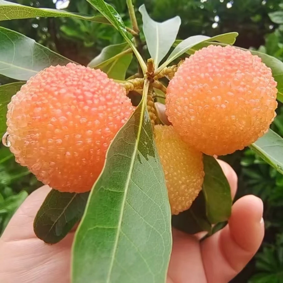【顺丰冷链】仙居水晶白杨梅篮子装新鲜水果采摘