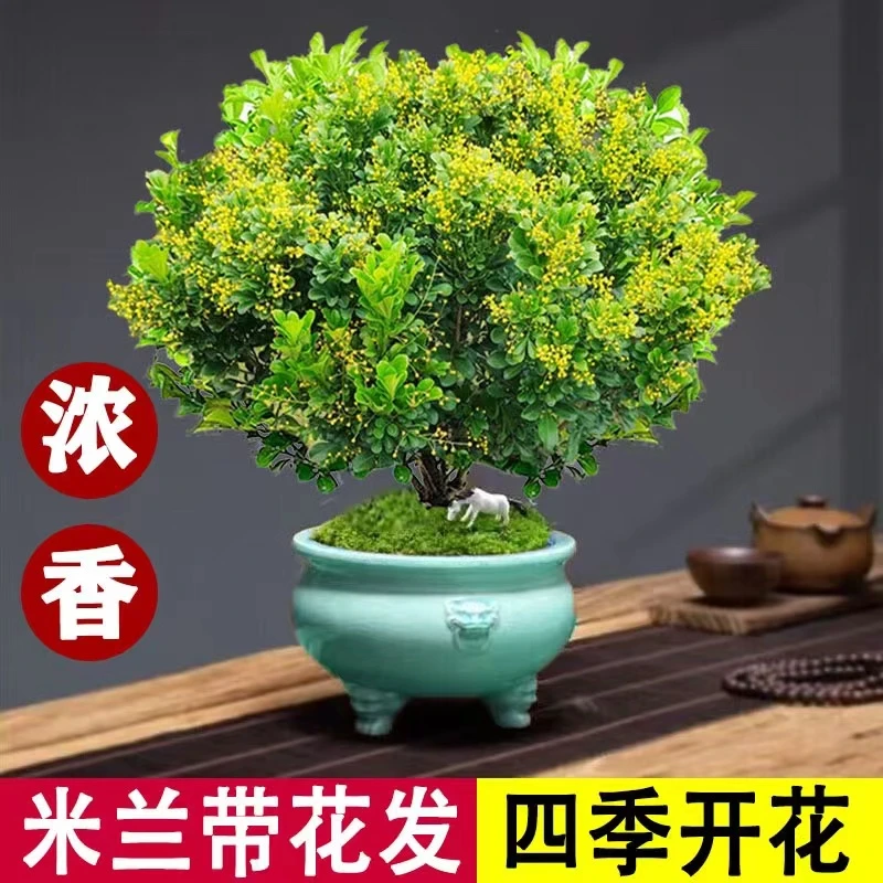 香水米兰花盆栽花卉绿植室内老桩带花苞四季开花好养驱蚊植物树苗