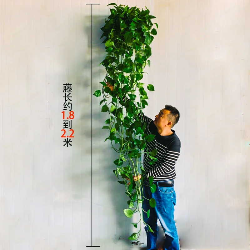 大叶长藤室内盆栽办公室垂吊吸除甲醛爬墙绿箩挂墙绿植土培植物