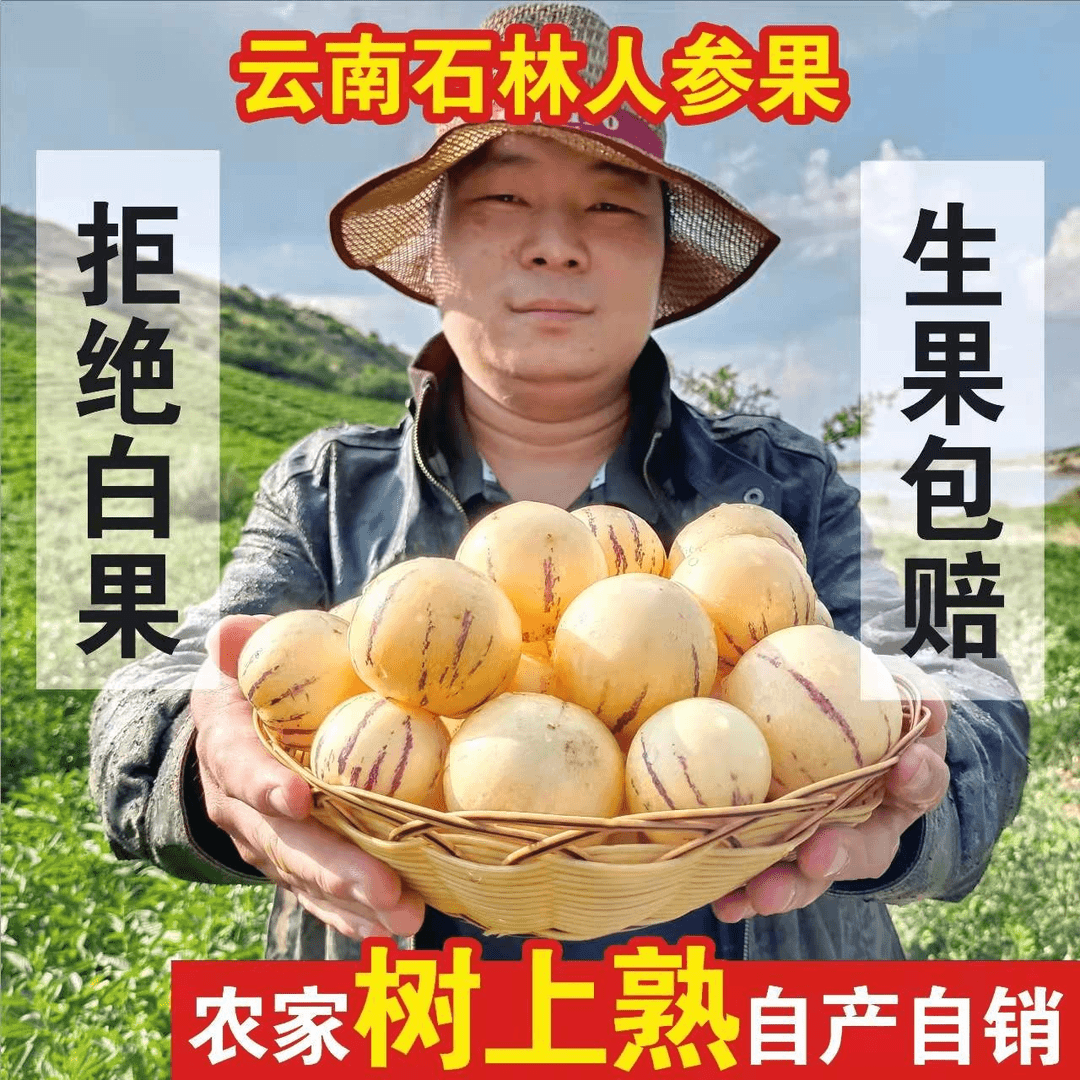 云南石林人参果风化石黄肉人生果树上熟人参果黄果圆果净重5斤