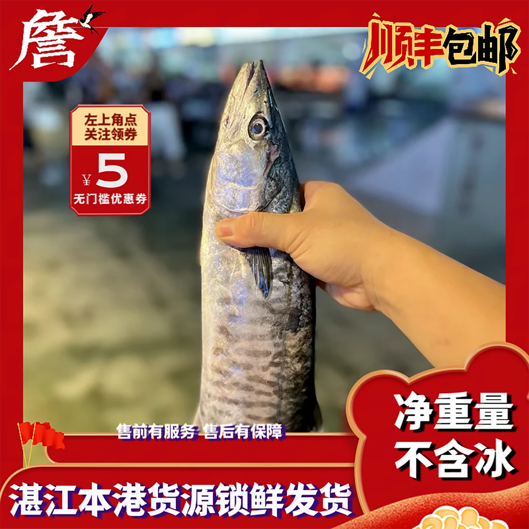 湛江本港马鲛鱼 野生海鱼 顺丰冷链包邮