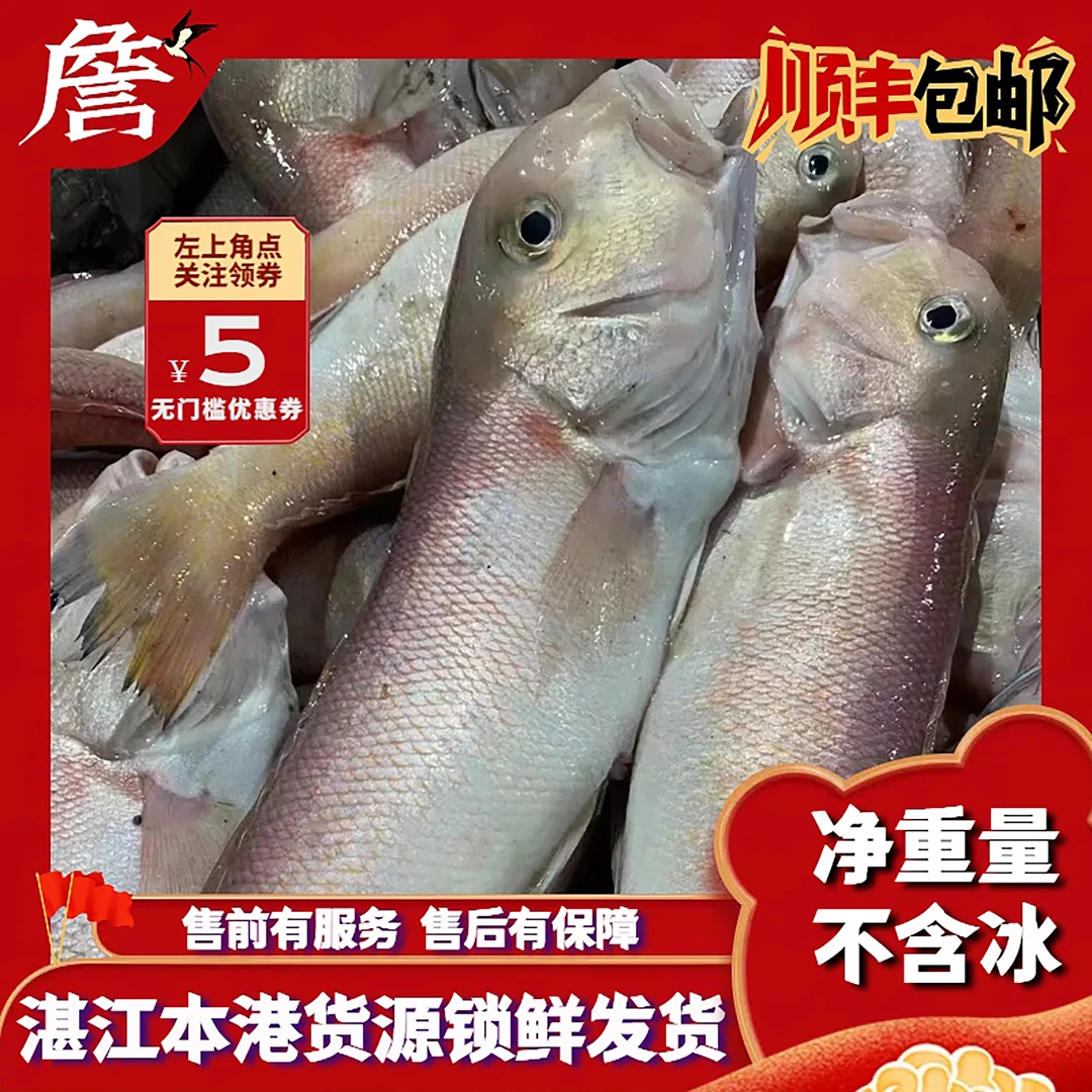 湛江本港马头鱼 野生海鱼 顺丰冷链包邮