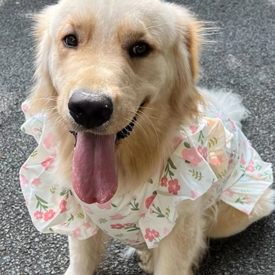 拉布拉多狗狗春夏薄款宠物狗衣服金毛萨摩耶大狗中型边牧中大型犬