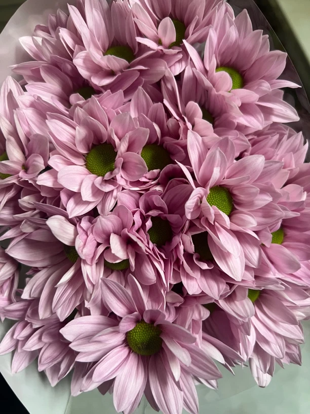 云南可爱花卉基地直发（索芙特粉）