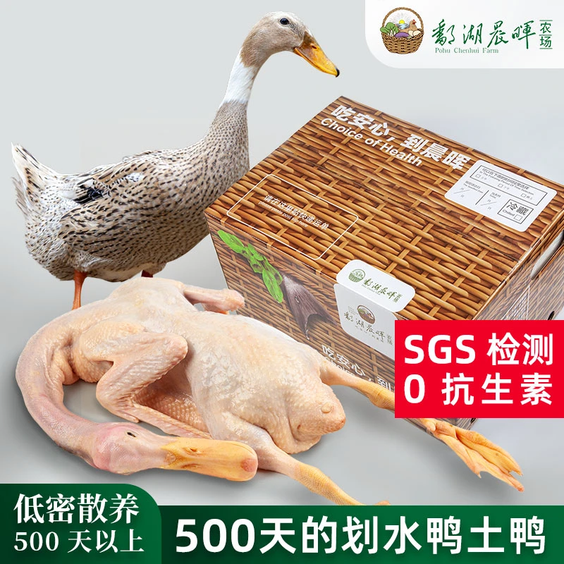 鄱湖晨晖农场散养500天以上的老鸭 人工屠宰