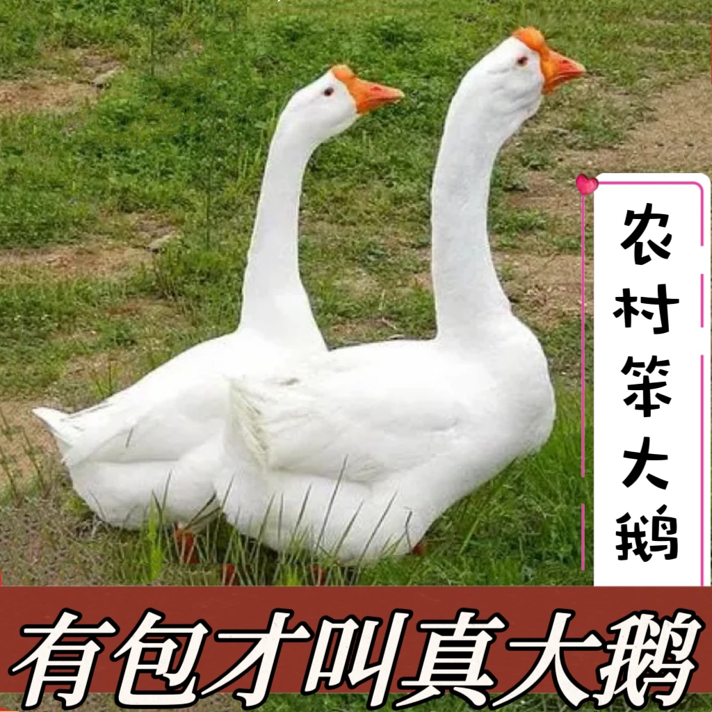 【恩妮专属】东北带包农村散养大鹅带心肝胗