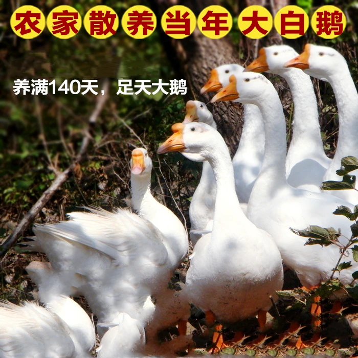 老韩家瑕疵笨大鹅鲜冻发货瑕疵品不支持退货