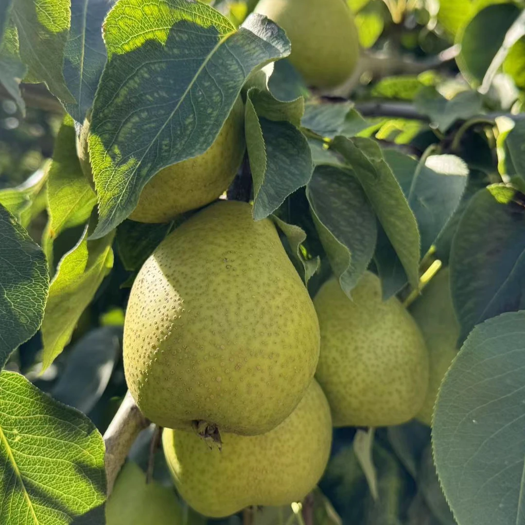 【甘肃啤特果】剥皮梨黑果子6斤包邮甘肃特色水果啤特果