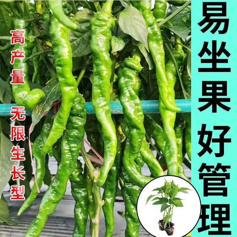 高产瀑布大果螺丝椒秧苗带土发货特辣螺旋椒四季蔬菜辣椒青椒苗