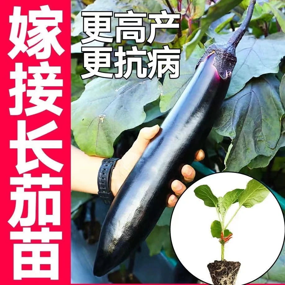 高产嫁接茄子秧苗四季蔬菜苗带土球盆栽蔬菜苗茄子树