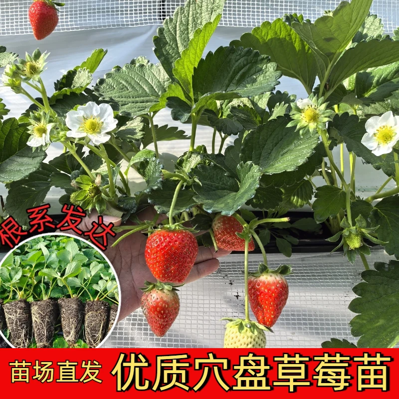 TZ大穴盘草莓苗苗场直发优质穴盘草莓苗高产抗病阳台盆栽庭院种植