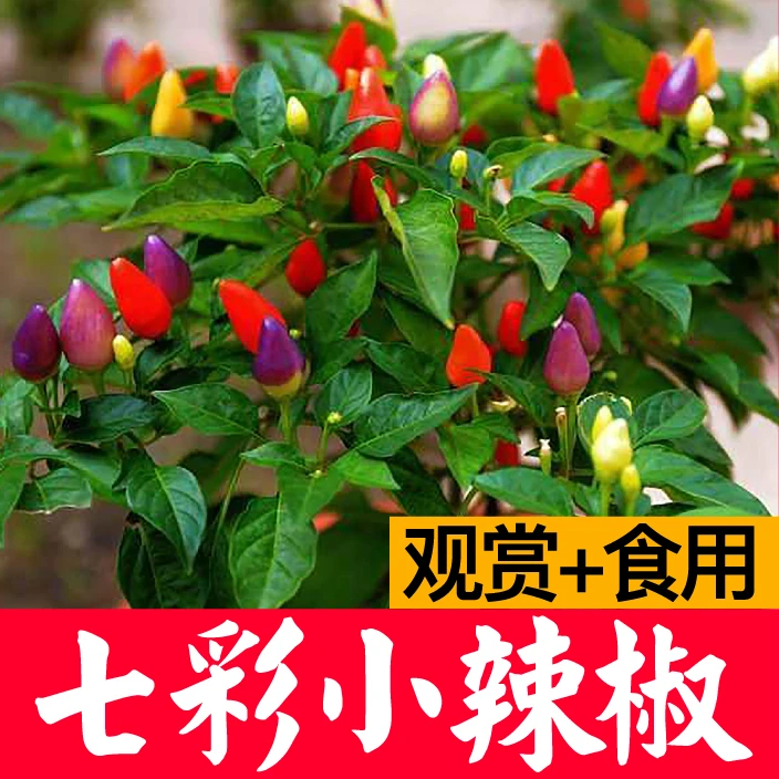 七彩小辣椒苗盆栽可观赏可食用阳台庭院种植辣椒树大棵