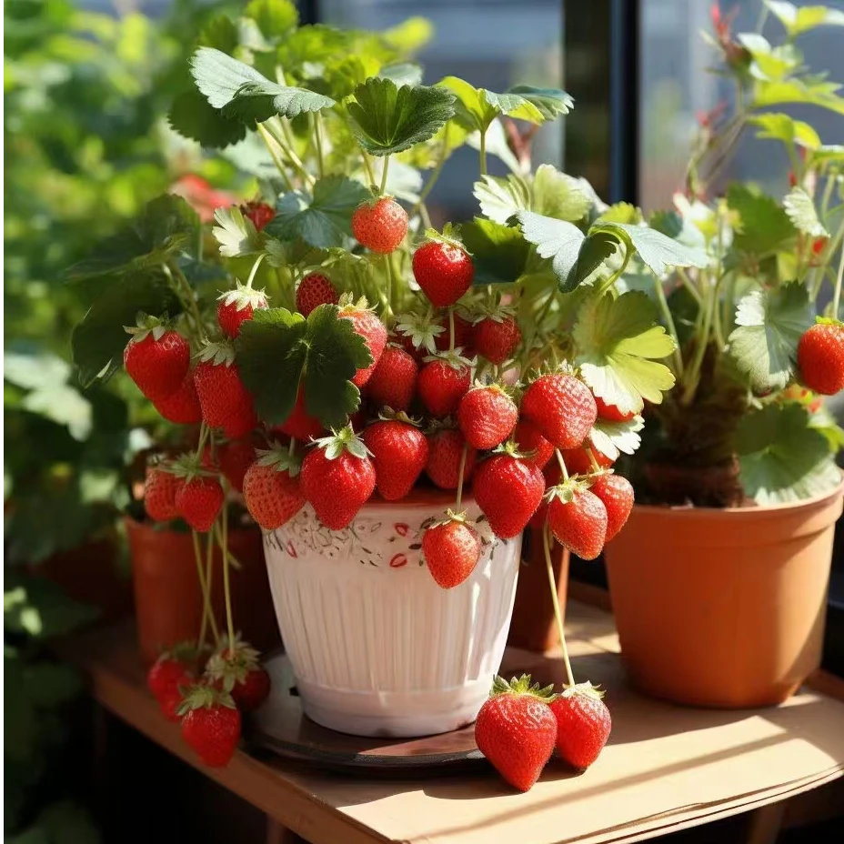 盆栽山东正宗草莓苗大全盆栽室内四季奶油草莓种植居家草莓苗盆栽