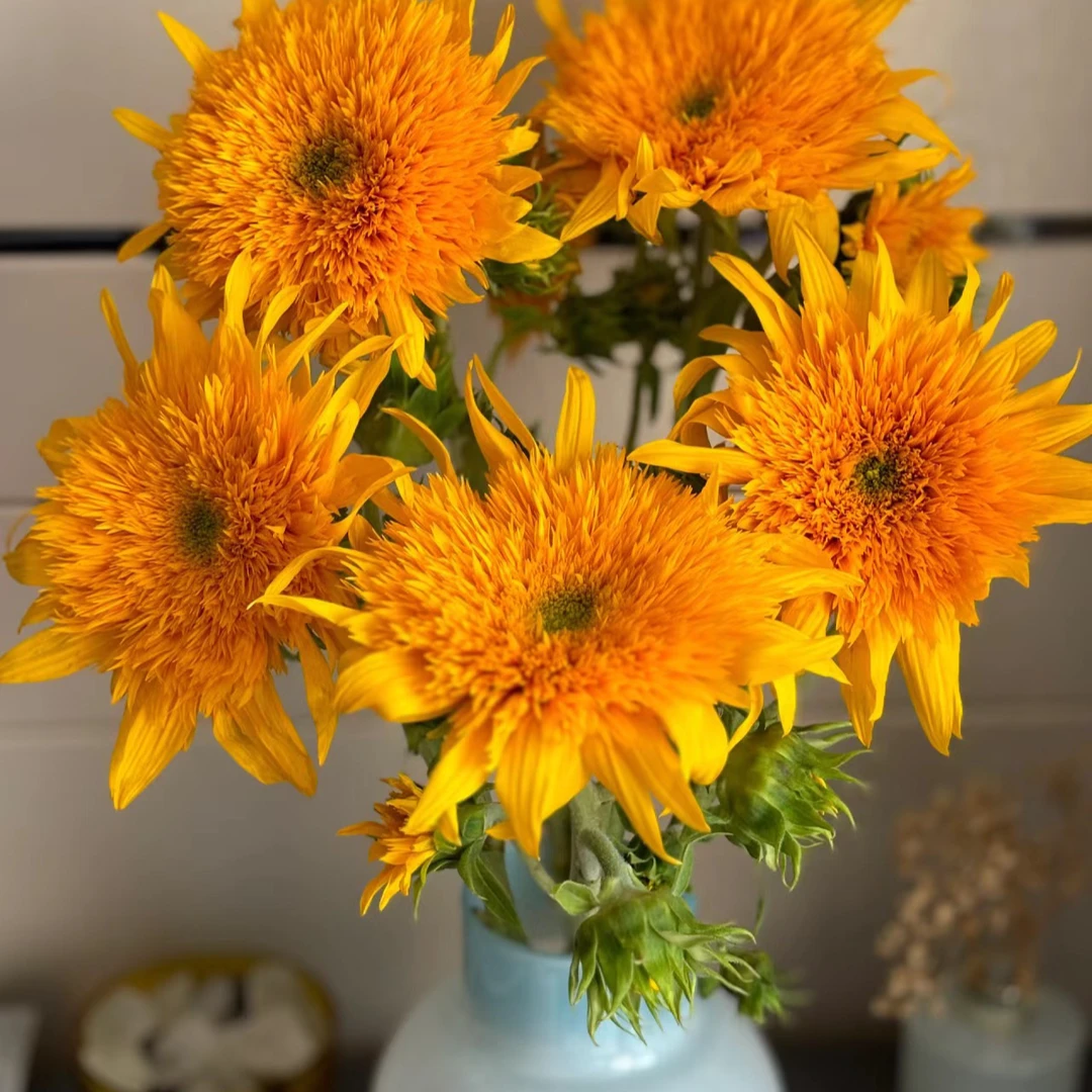 （全店3单发）夏季鲜花送老师花束梵高泰迪向日葵3支保鲜大花