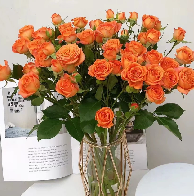（全店3单发）鲜花橙芭比多头玫瑰10枝 属于秋天的浪漫大花