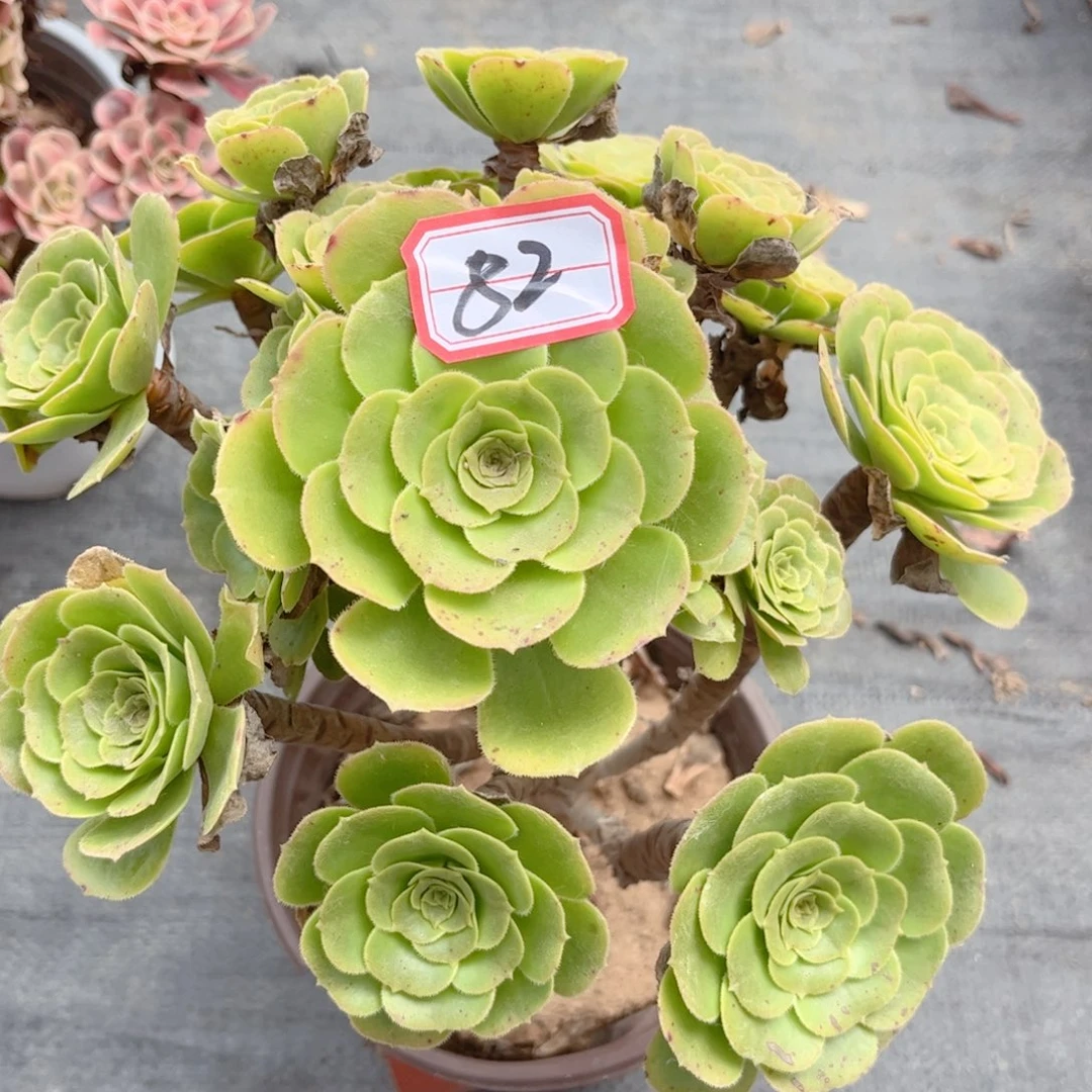 多肉植物82号多肉植物