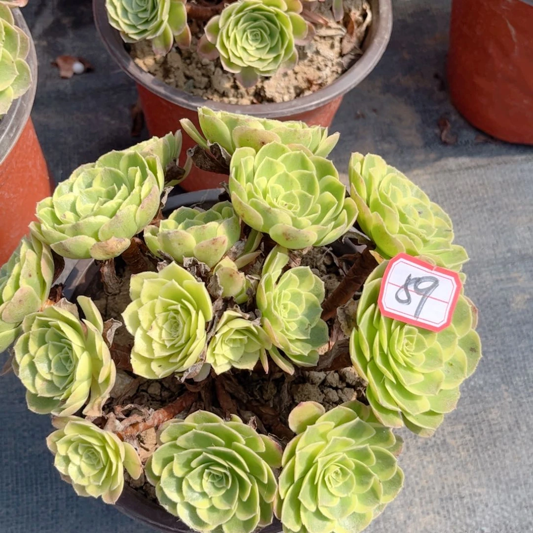 多肉植物89号多肉植物