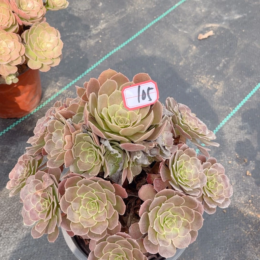 多肉植物105号多肉植物