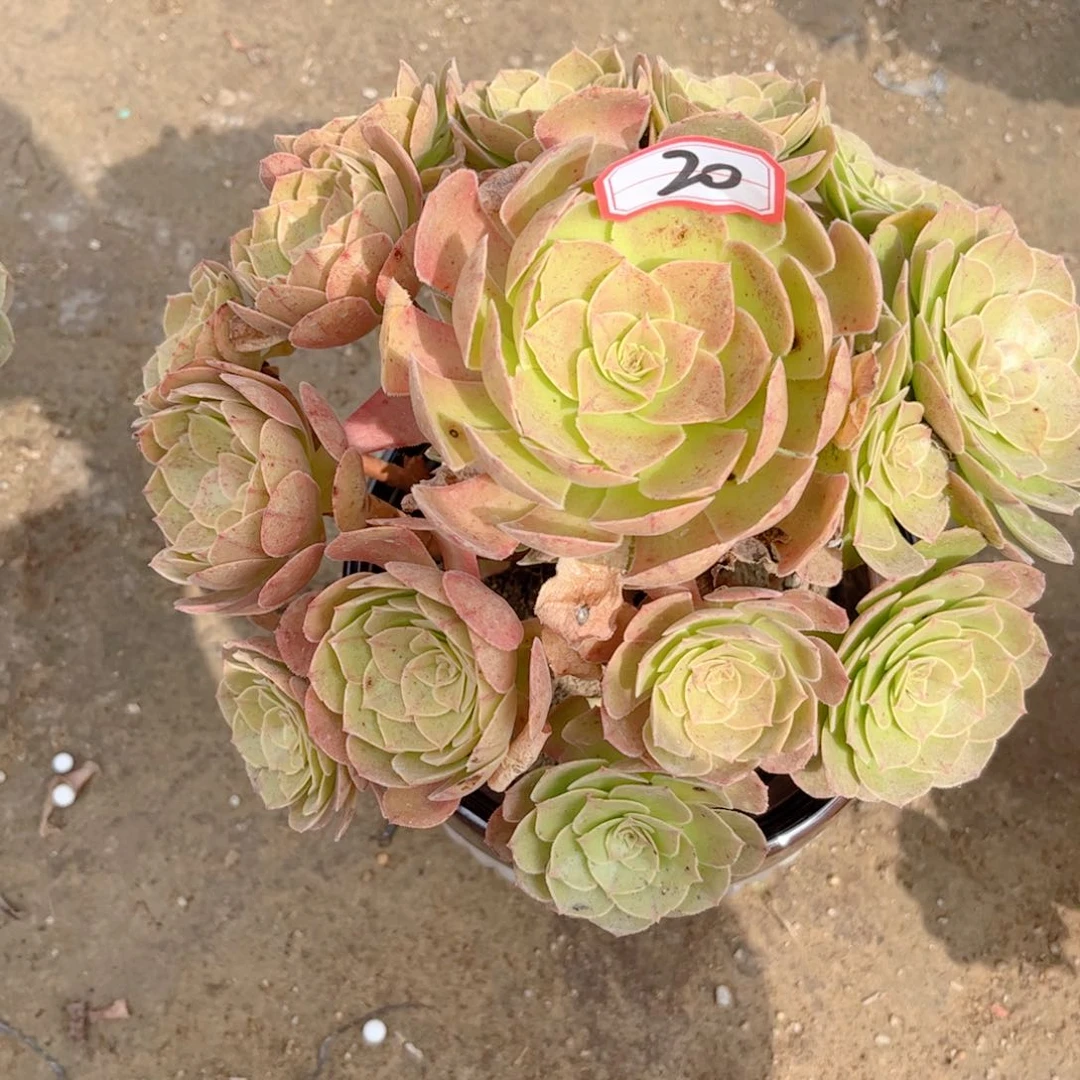 多肉植物20号多肉植物