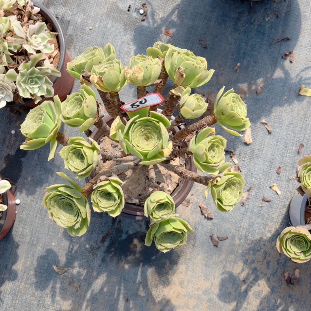 多肉植物80号多肉植物