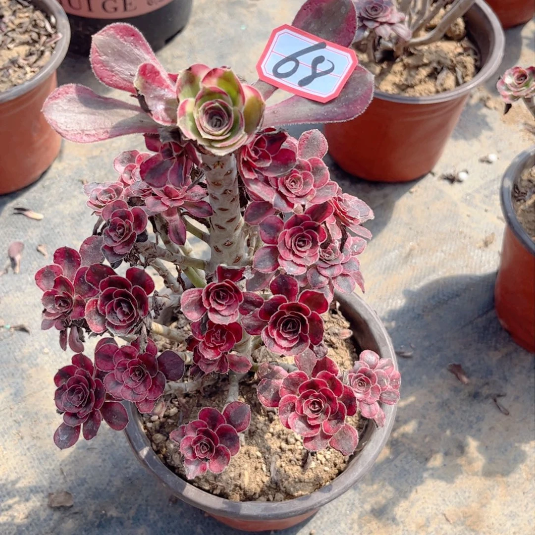 多肉植物68多肉植物