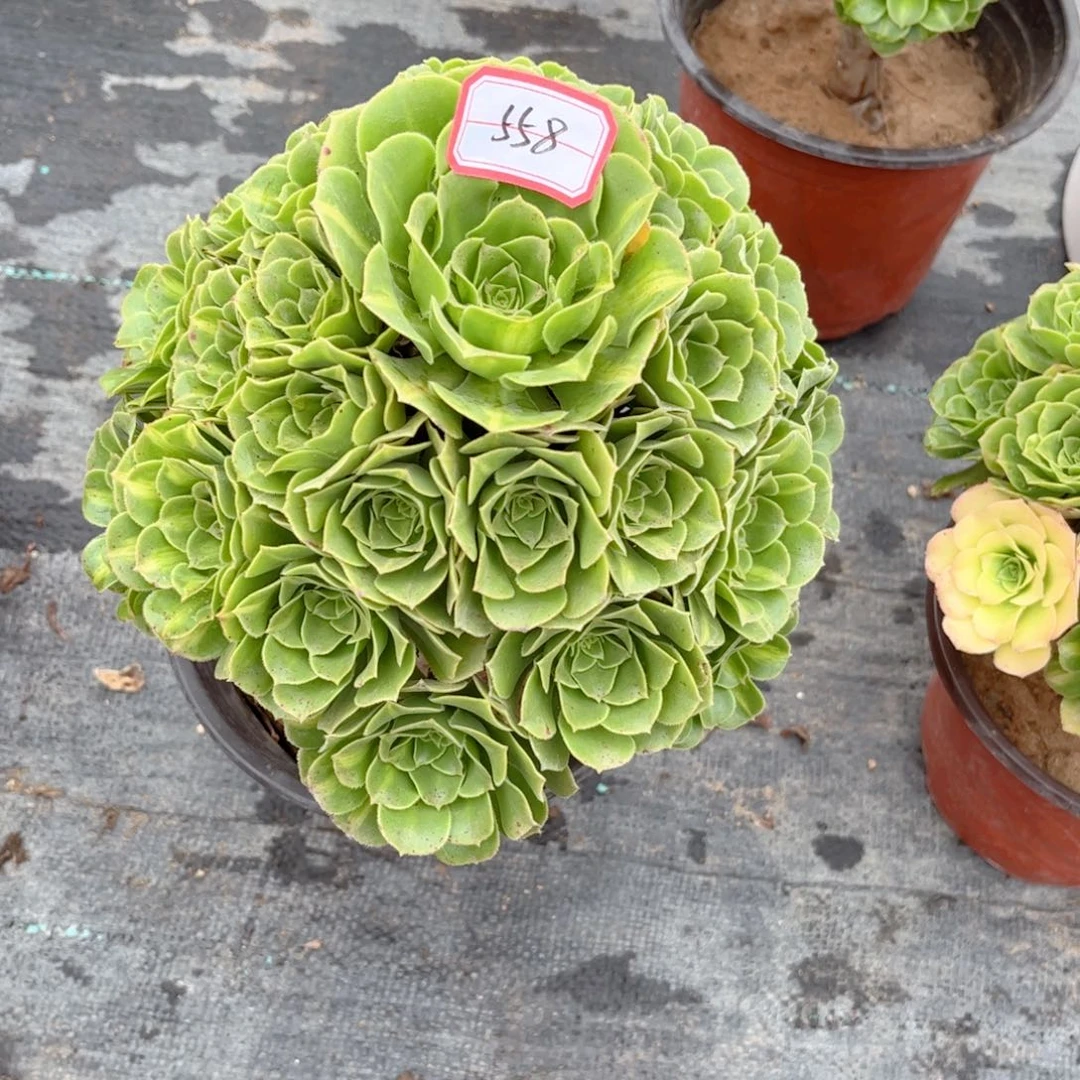 多肉植物558号多肉植物