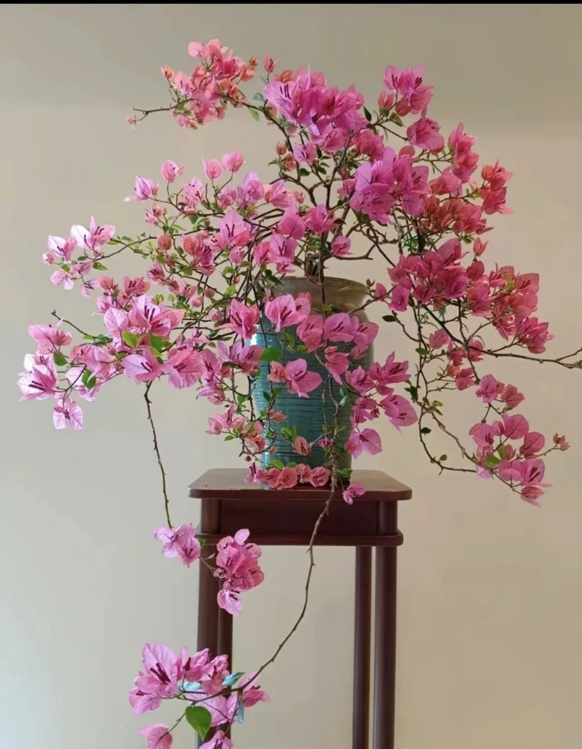 三角梅绿植盆栽阳台庭院爬藤植物