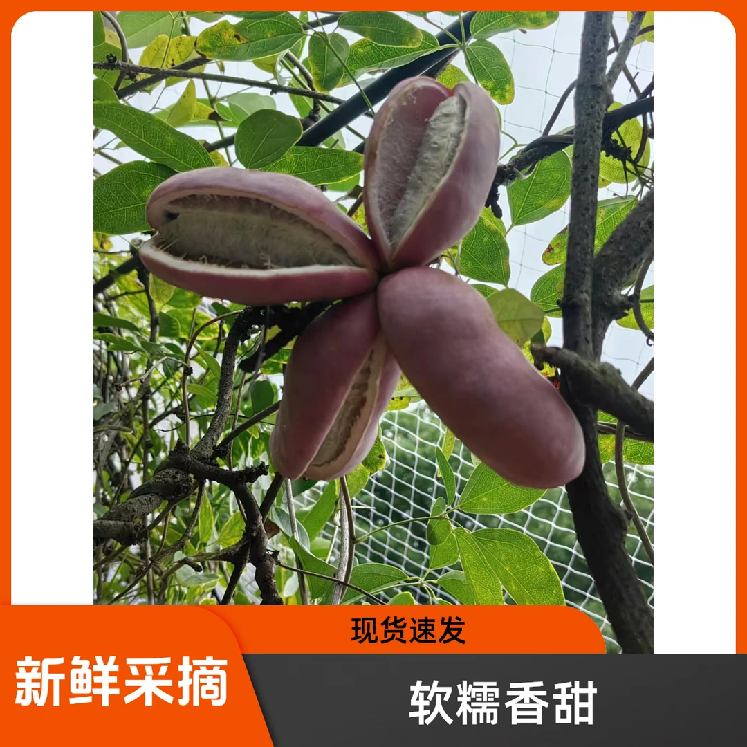 【5斤/10斤】八月瓜孕妇果新奇特水果儿时味道木通果八月炸