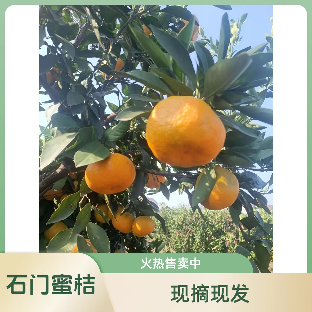 【蜜桔火热售卖中】正宗蜜桔新鲜柑橘当季水果现摘整箱包邮批发