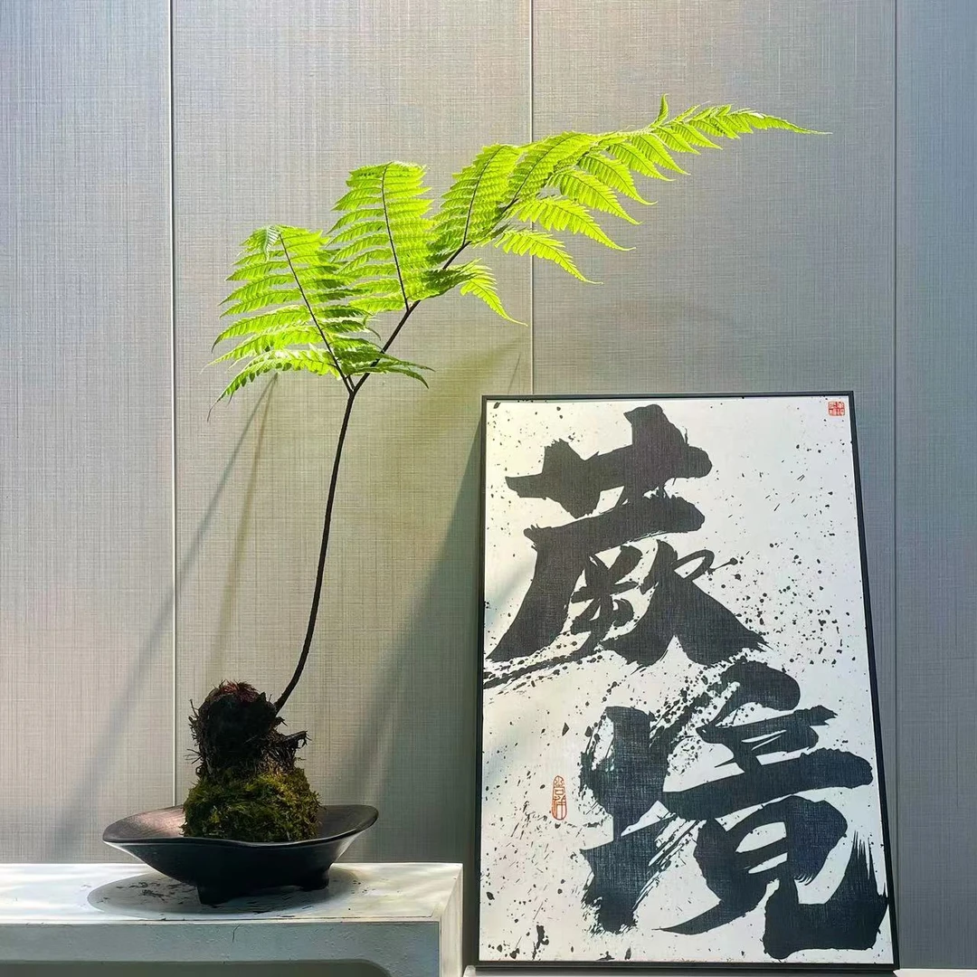 红鳞蕨，鳞毛蕨，凤尾蕨水培蕨类植物好养易活室内观赏