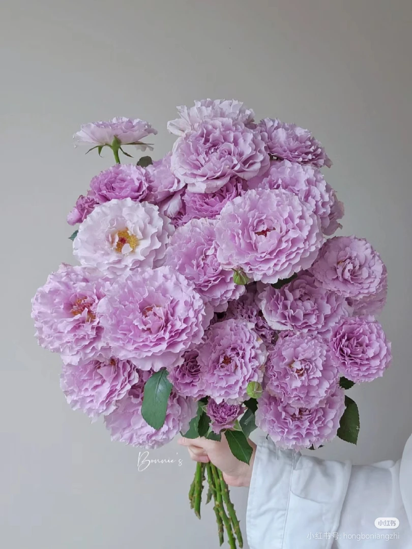 【两单包邮】稀有蜻蜓10支