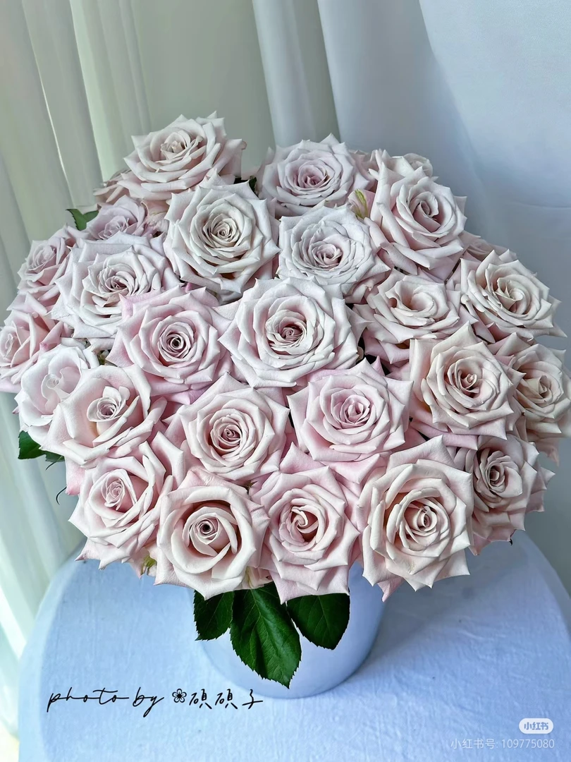 【好物鲜花】曼塔玫瑰