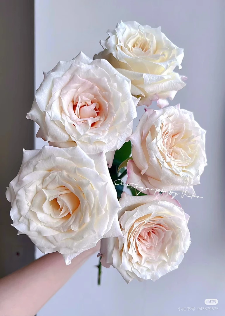 ［好物鲜花］佳人笑玫瑰20只 两单包邮发顺丰