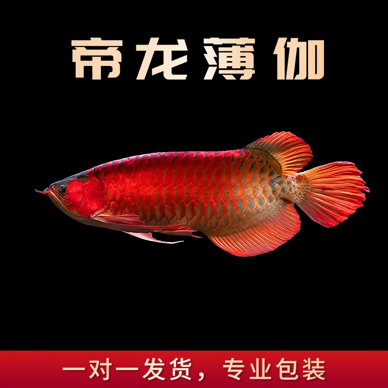 帝龙薄伽  小鱼 印尼纯血红龙活体 观赏鱼混养鲜活原生红龙龙鱼