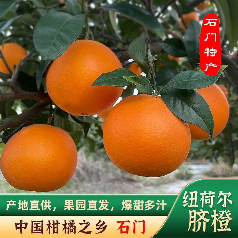 纽荷尔脐橙当季新鲜采摘手剥甜橙子长红水果正宗石门山橙5斤包邮