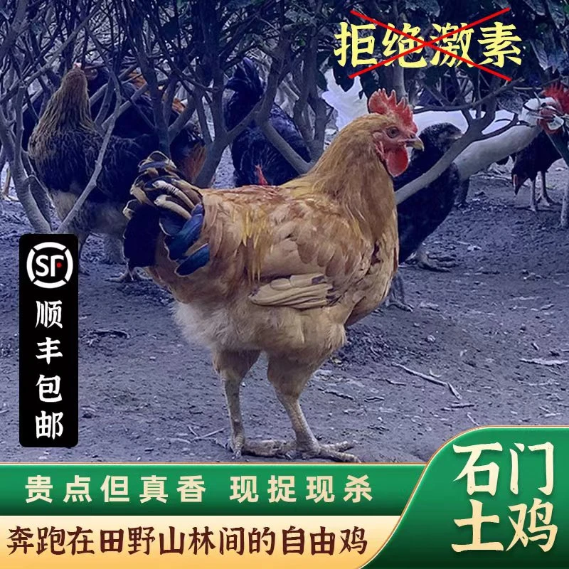 石门土鸡农家深山散养老母鸡孕妇月子鸡虫草鸡毛重2000g新鲜现杀
