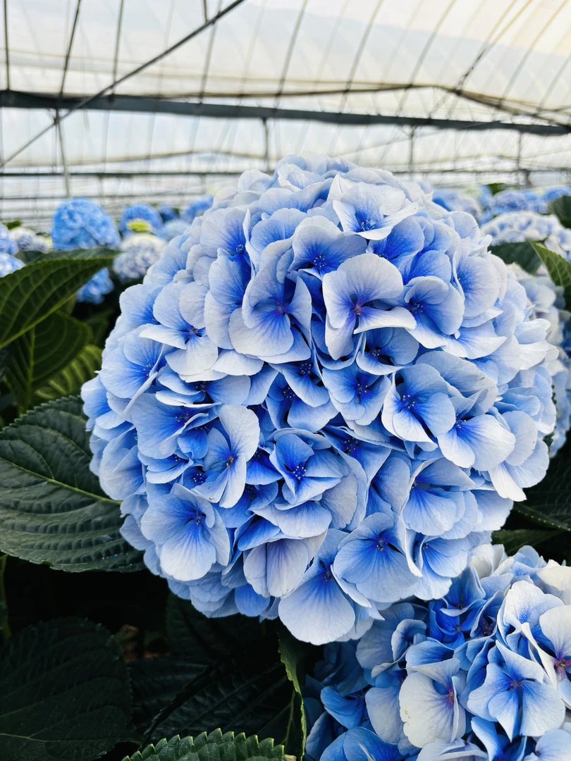 【青花瓷】绣球鲜花夏日送礼基地现采现发顺丰冷链