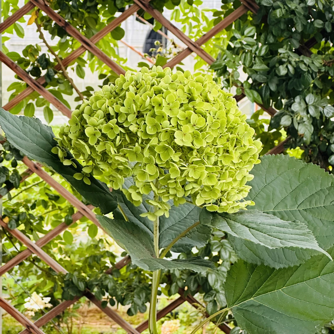 【AA级贝拉安娜】绣球鲜花现采现发顺丰鲜花冷链（可做干花）