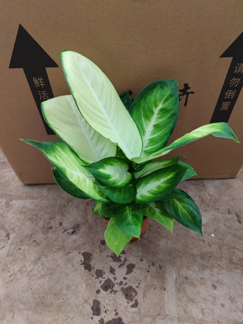 130盆玛丽安室内盆栽