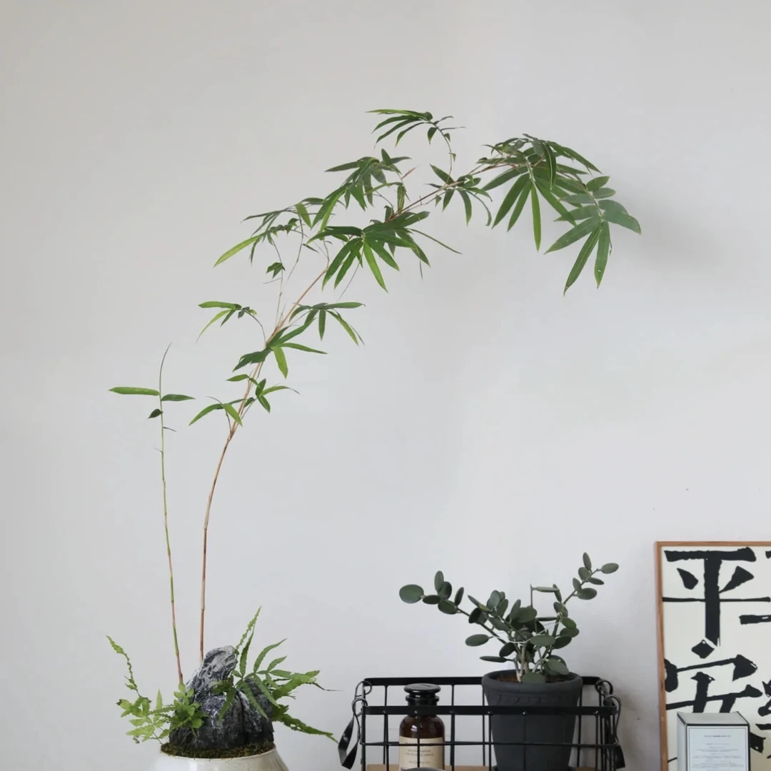 一物一拍红观音竹红寒紫寒米竹盆栽室内观赏竹禅意茶室