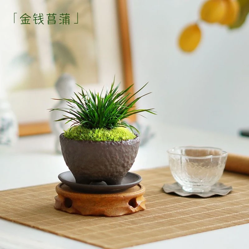 菖蒲（买一送一）微型盆景金钱黄金姬虎须室内绿植苔迷你盆栽